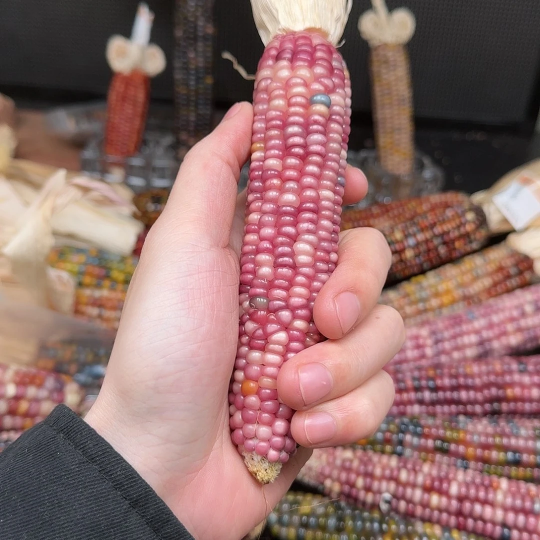 柏香籽/百香籽吊坠张**?