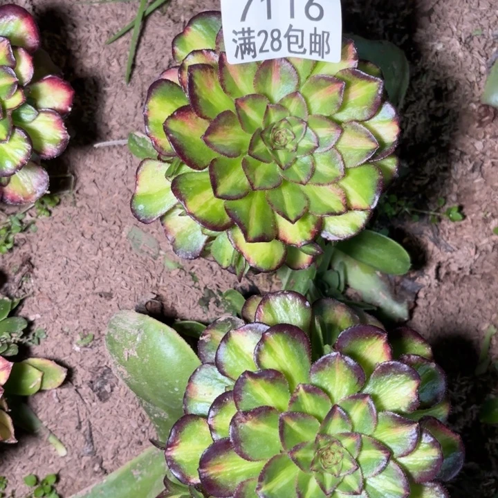 V.  7116海王七彩多肉