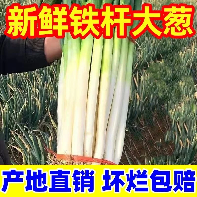东北铁杆大葱新鲜蔬菜甜脆可口产地直发