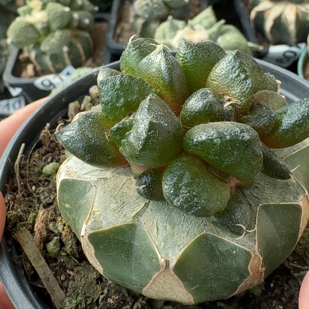 【闪购商品】群头大尤光面连山100