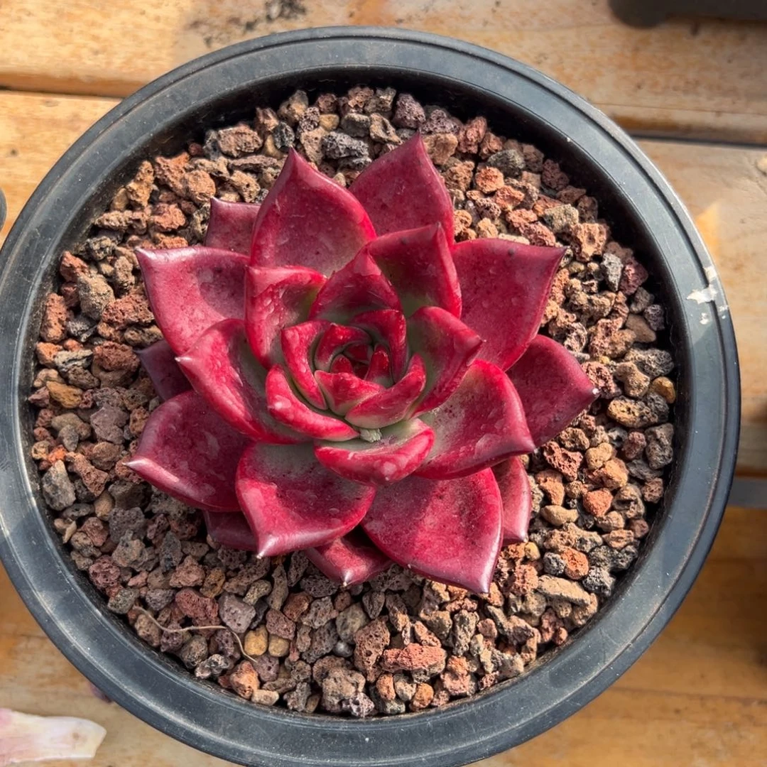 多肉单头红檀乌木【非偏远地区满18包邮】