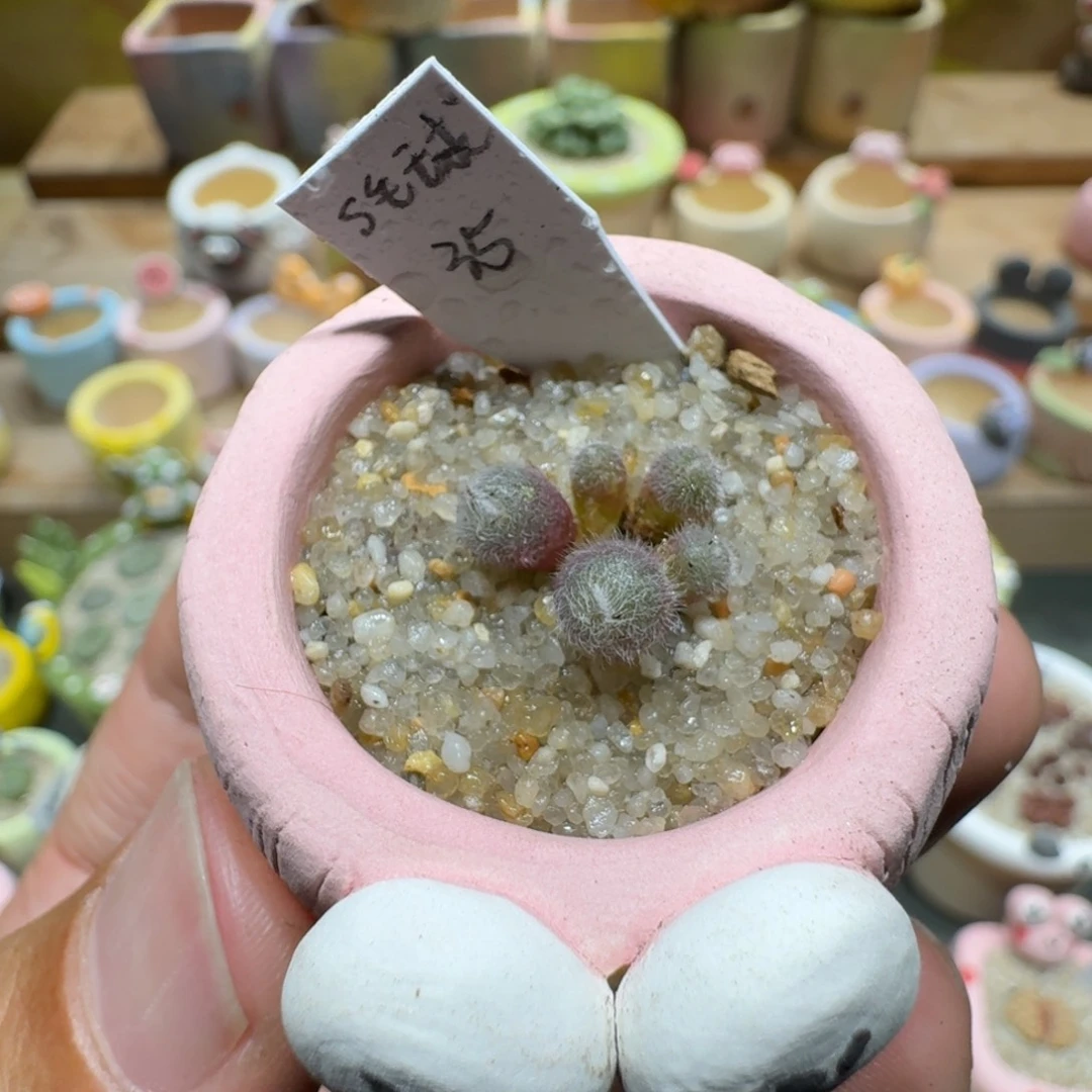 蘑菇1339s毛球多肉植物