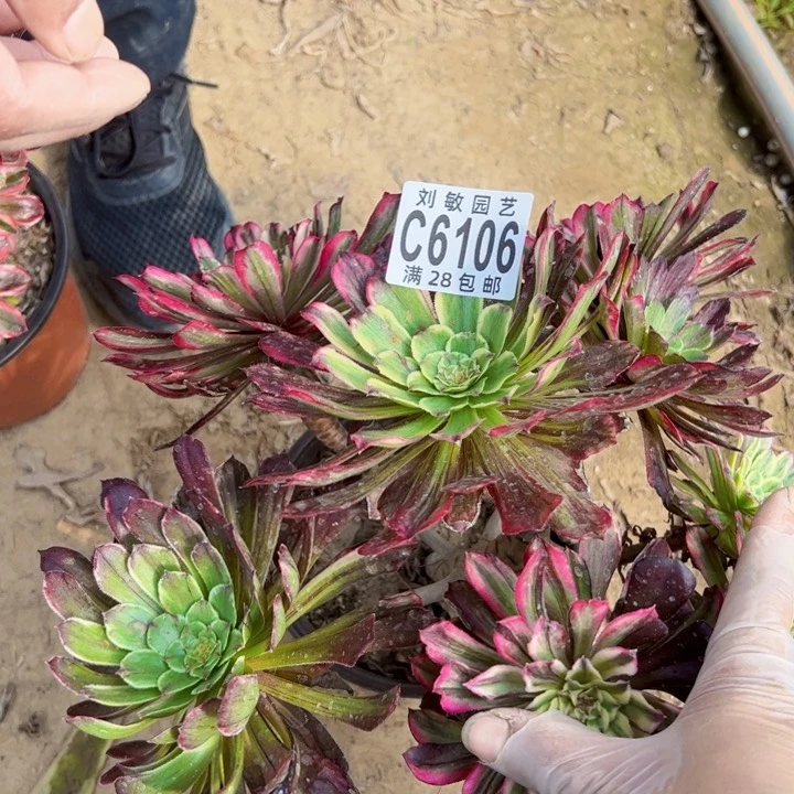 水彩画多肉植物法师6106