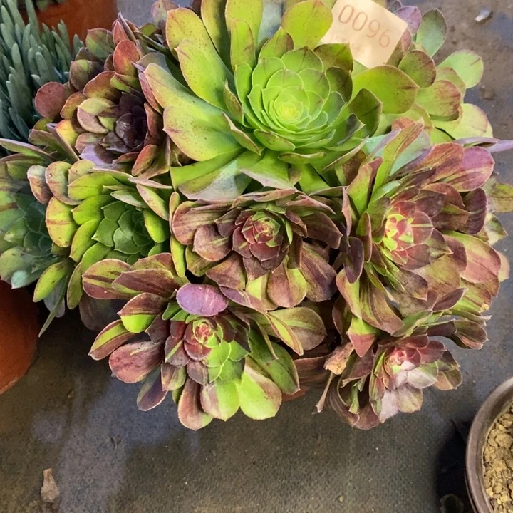 花月夜多肉断头不包0096