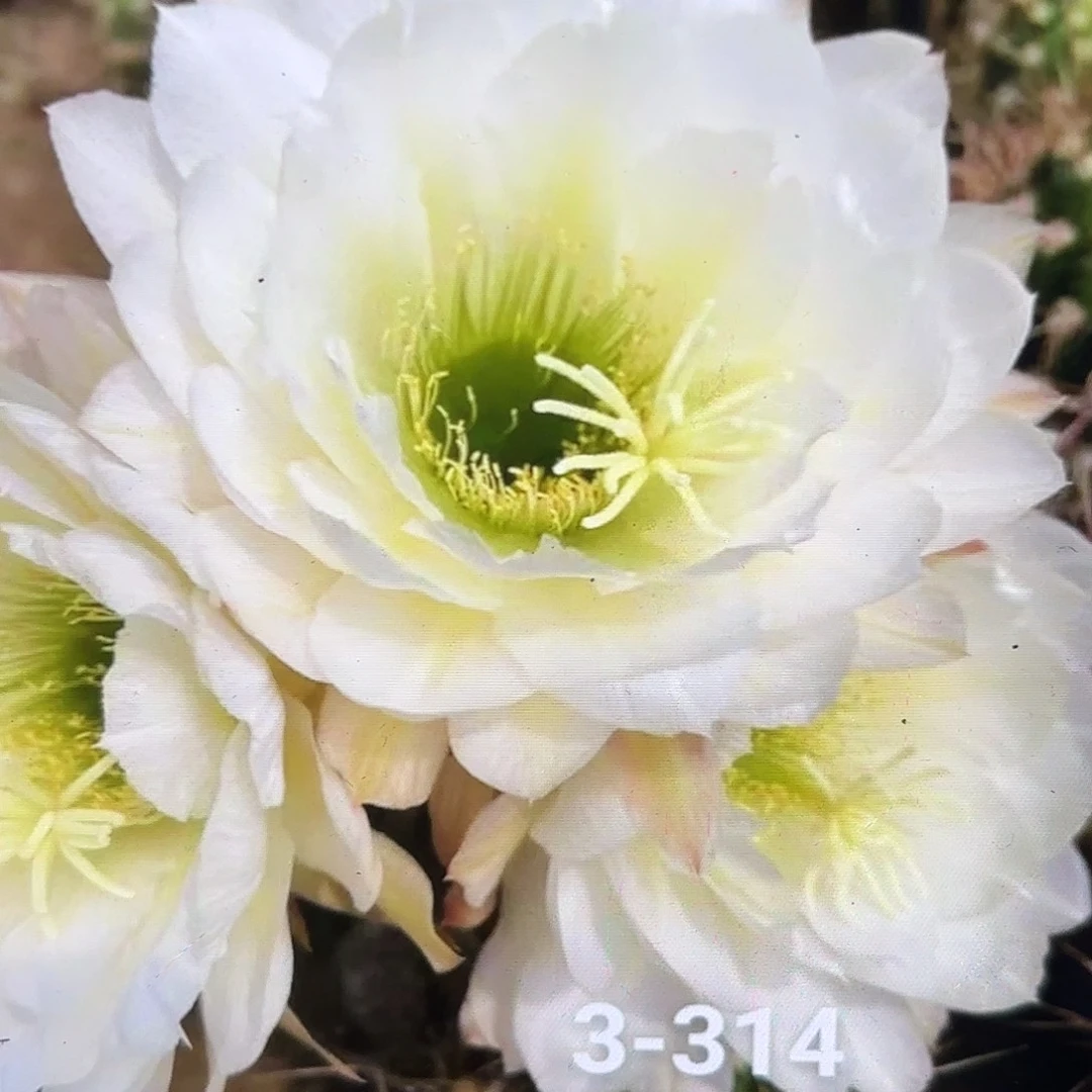 3-314毛侧牙20包邮52