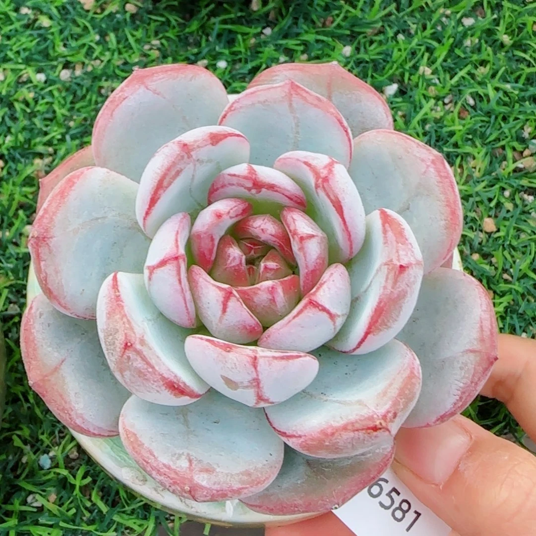 雪色浪漫，6581多肉植物