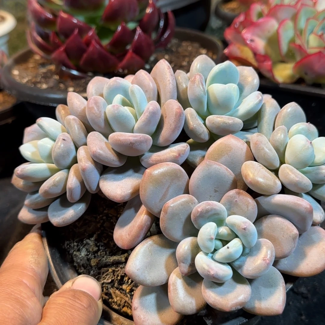 奥城一物一拍包装收缩花旱