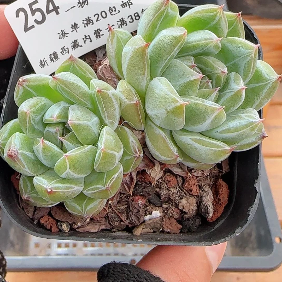 多肉0623-254雪花珍妮双头