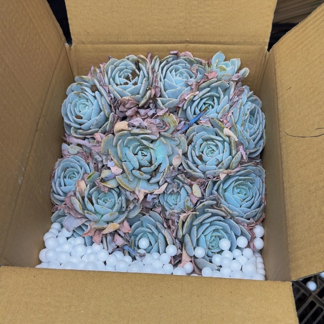 烊***洋多肉砍头 不包损8236