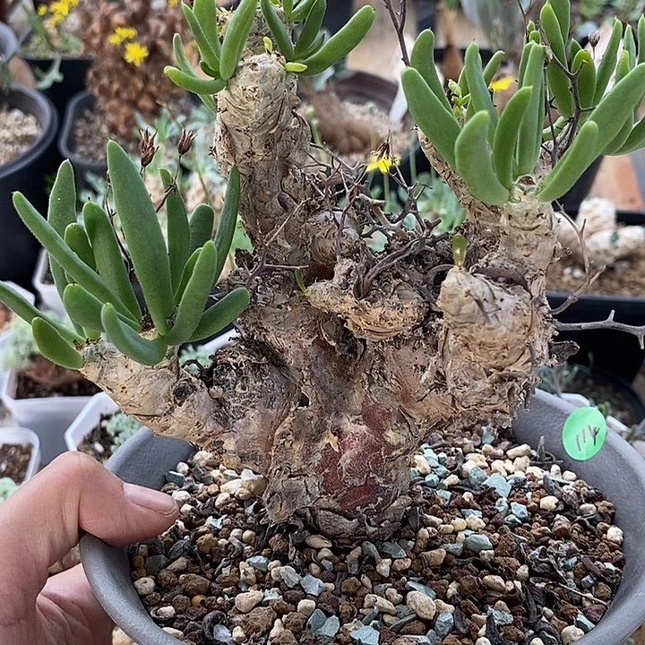 114万物想一一一一一