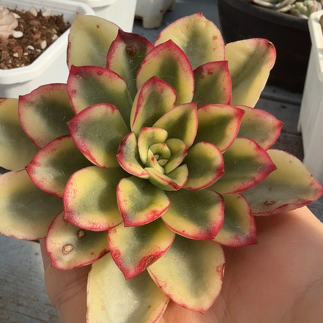 紫梦锦，多肉植物。