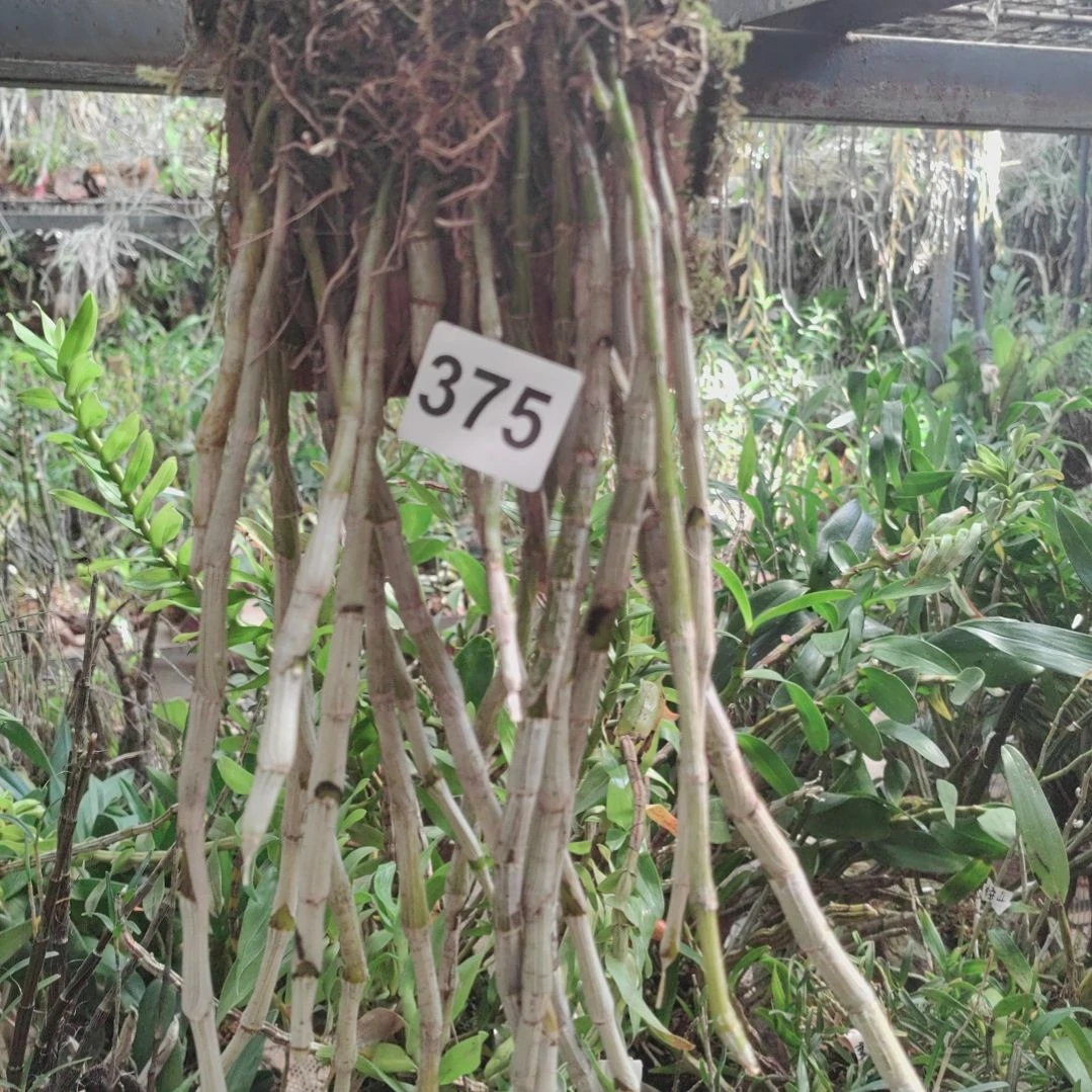 禅375喇叭唇花卉