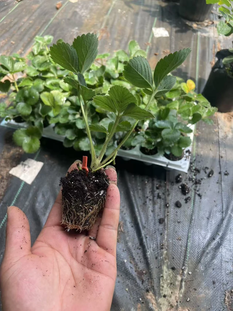 奶油草莓秧苗红颜草莓秧苗阳台庭院小苗四季草莓南方种植小苗