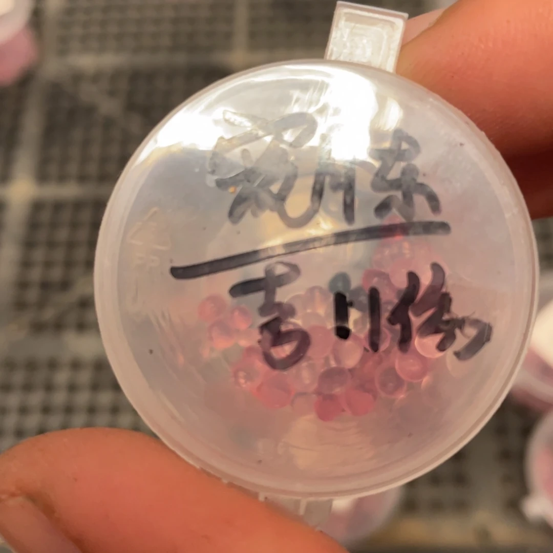 宽叶月影东云x吉娃娃20粒