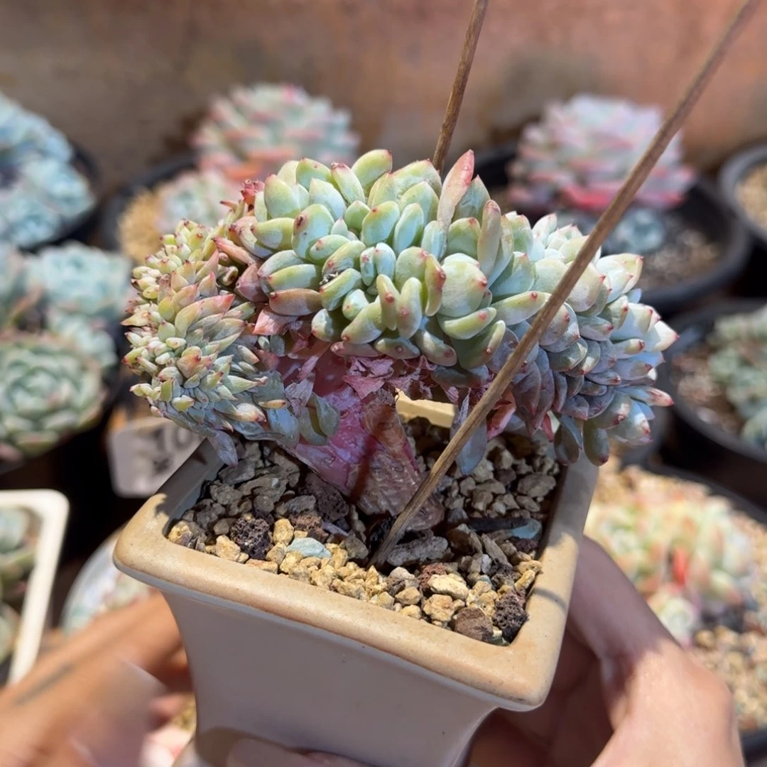 回***香星影坠小树版50