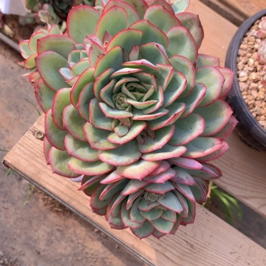 淘*鬼牡丹亭7885996