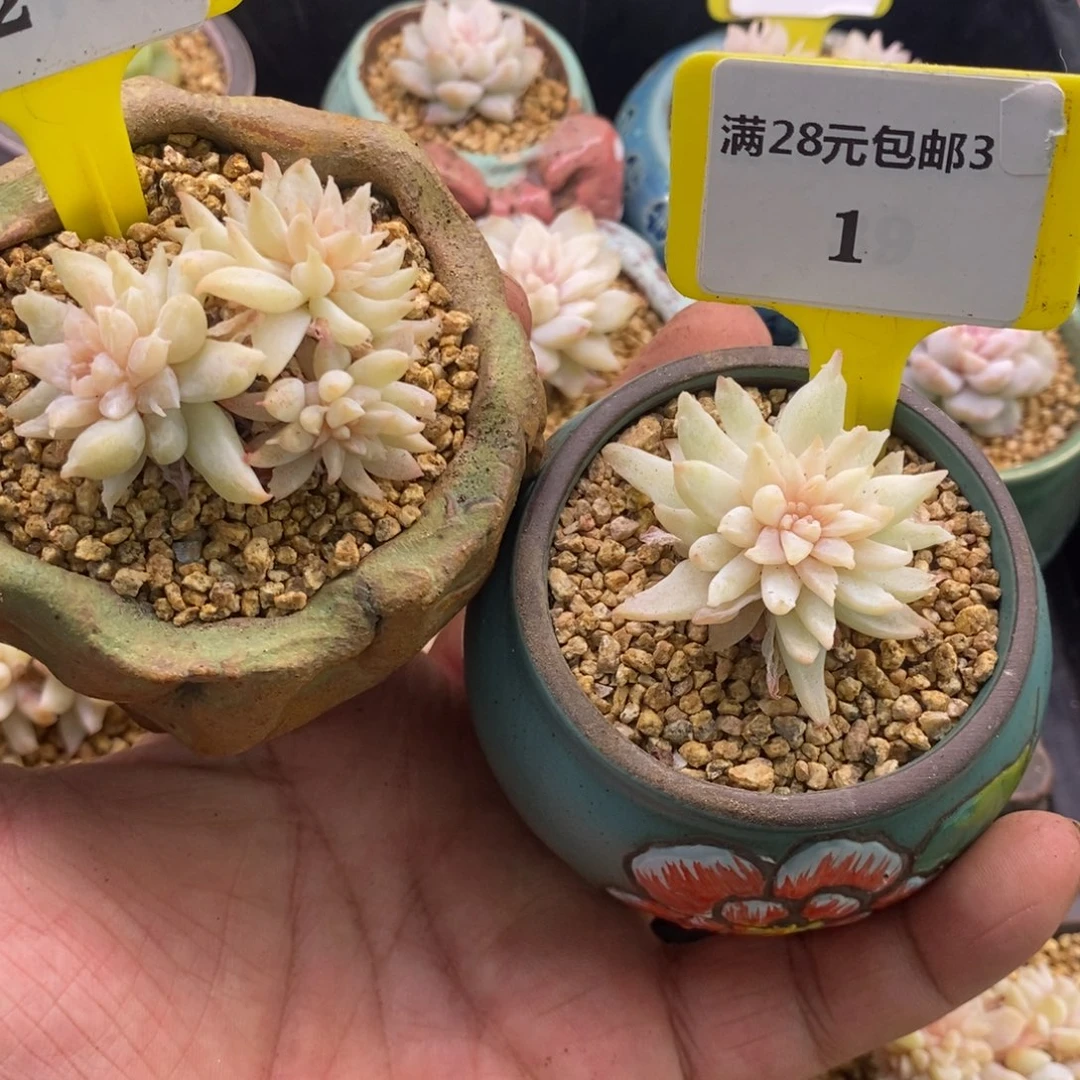 悠*柚32.31冰淇淋石化多肉植物！