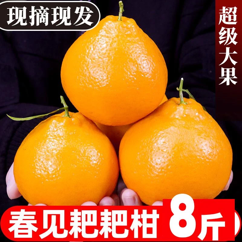 四川春见耙耙柑新鲜多汁自然熟当季水果爆汁耙耙柑5斤8斤耙耙柑玖