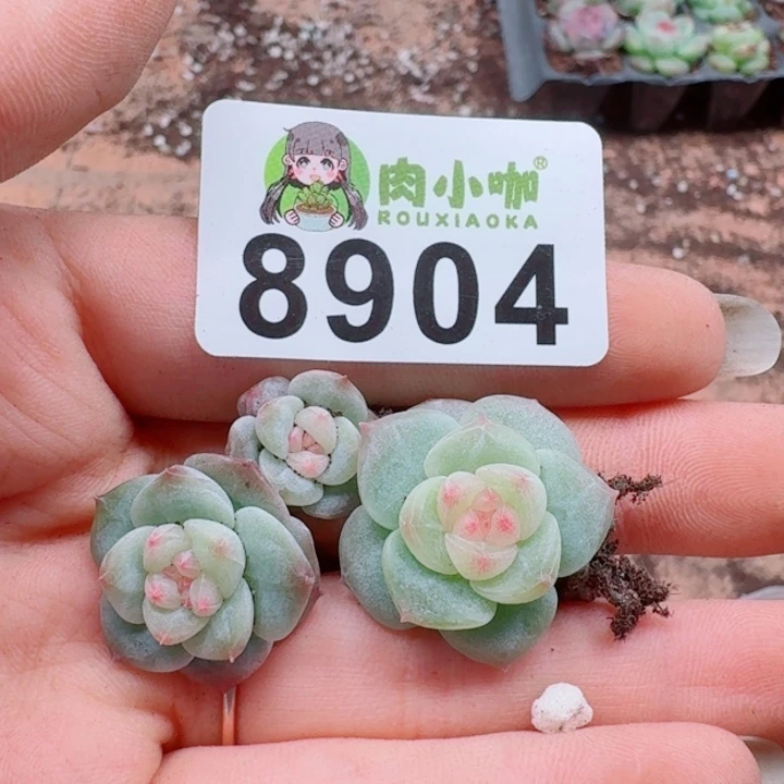 多肉植物多肉植物