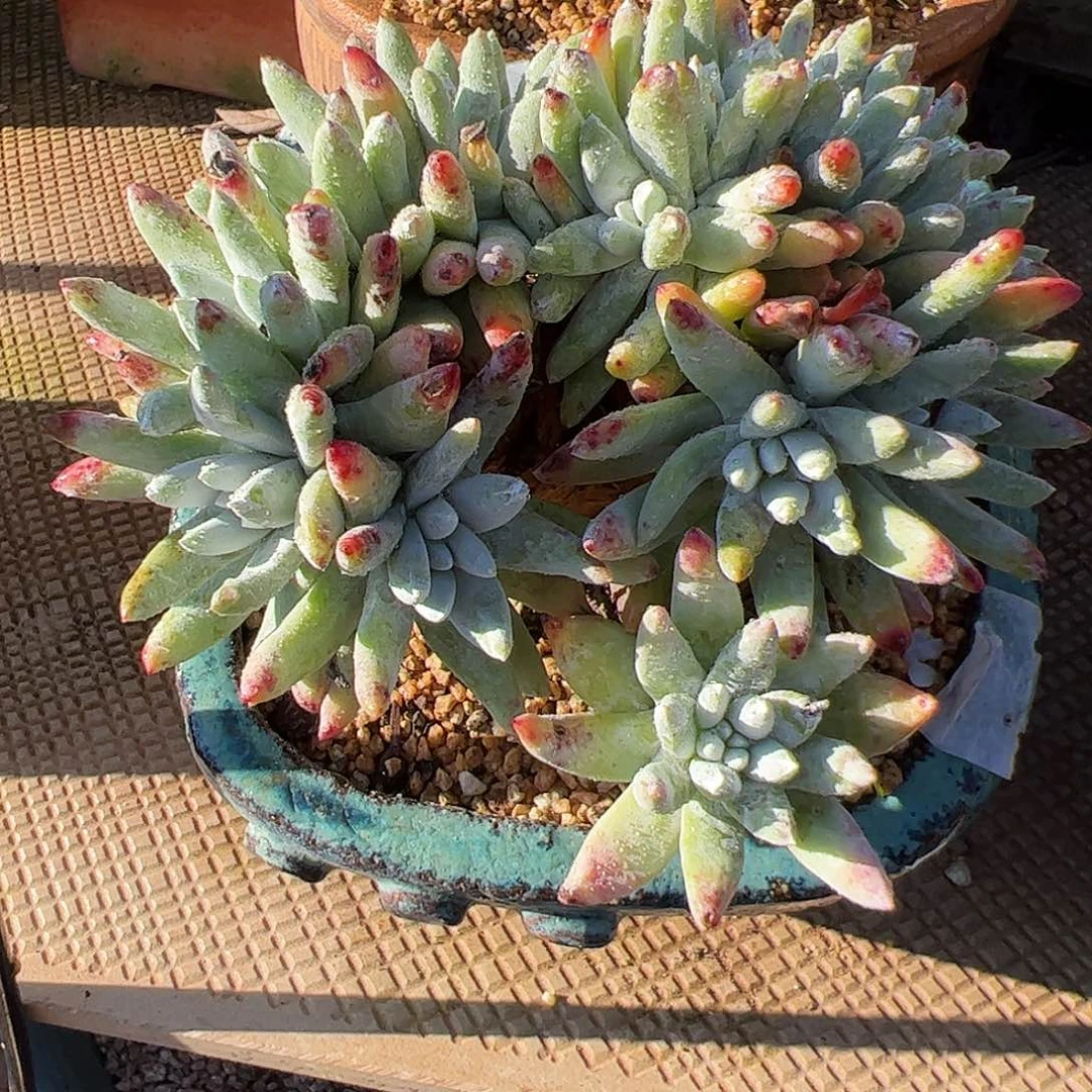 3173海瑟拇指仙女杯