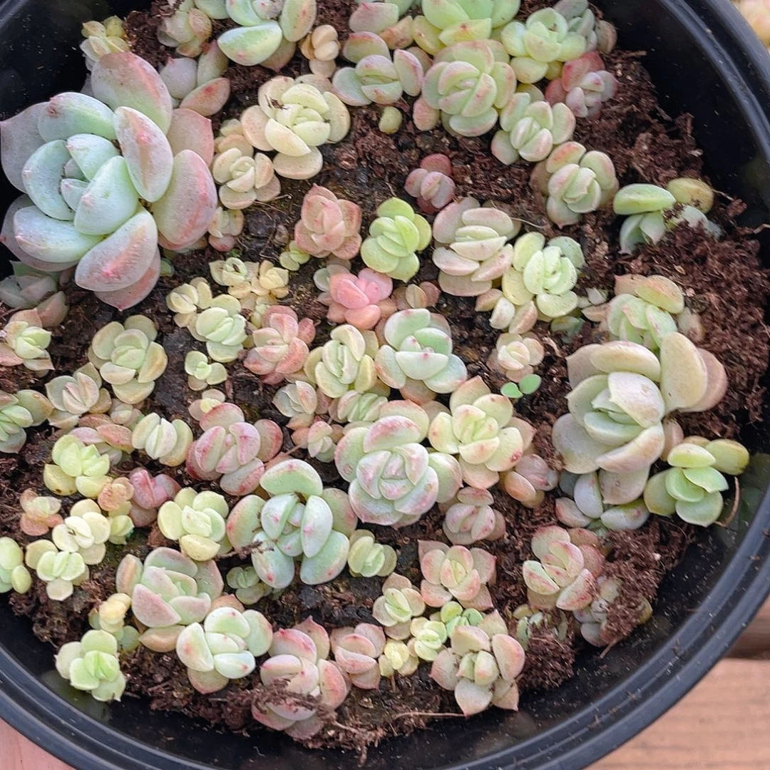 多肉植物多肉植物643