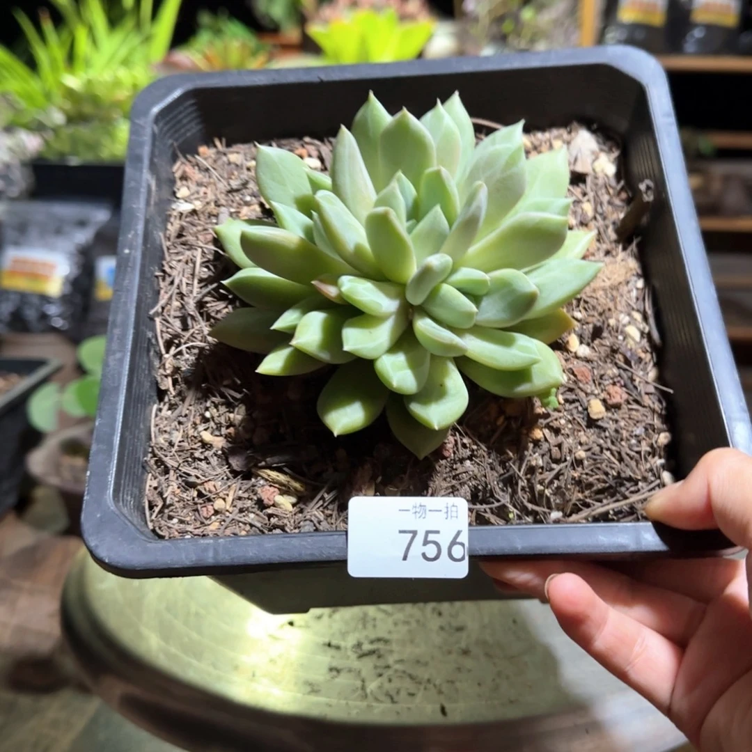 756号 一物一拍 一物一拍