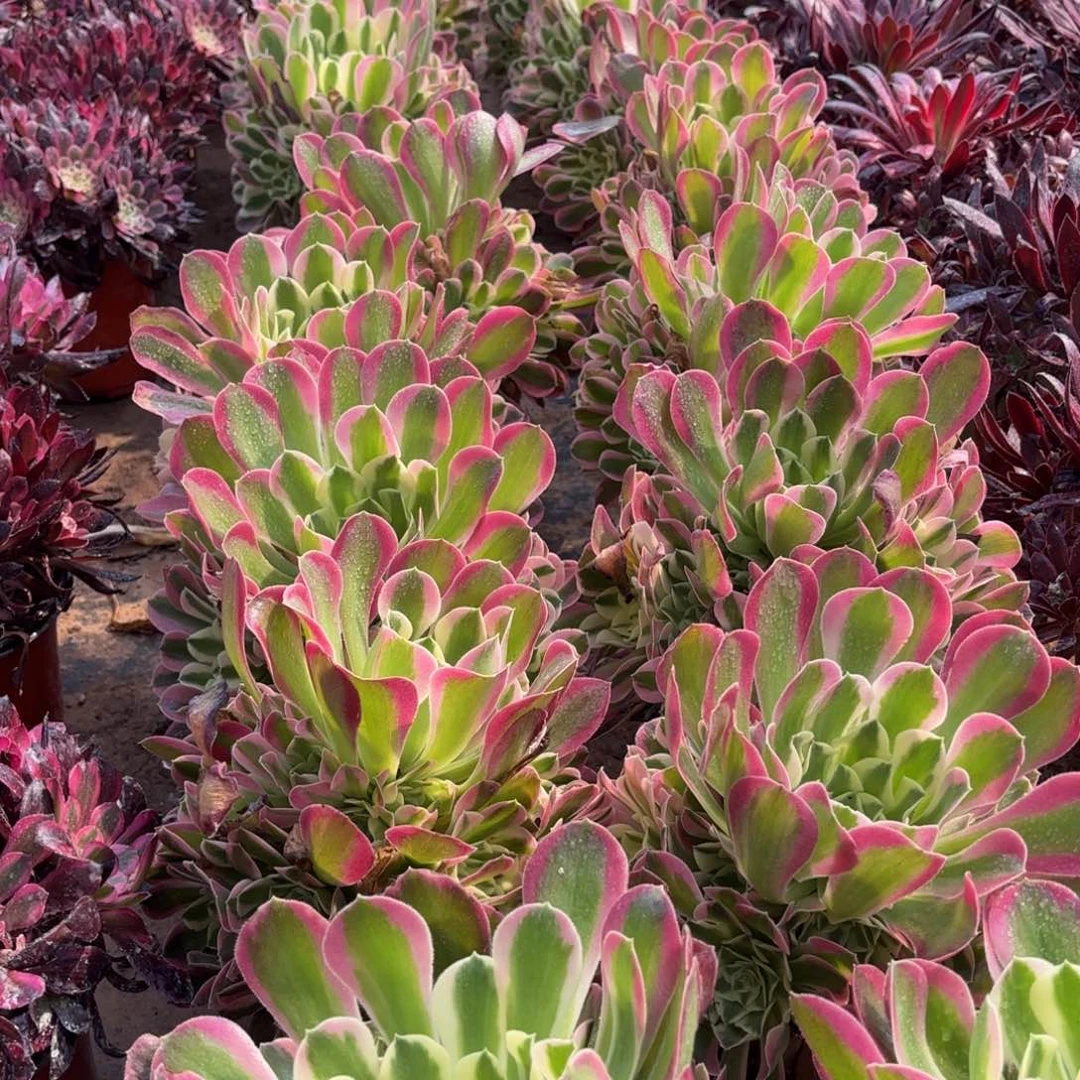 雨花石9.9多肉植物