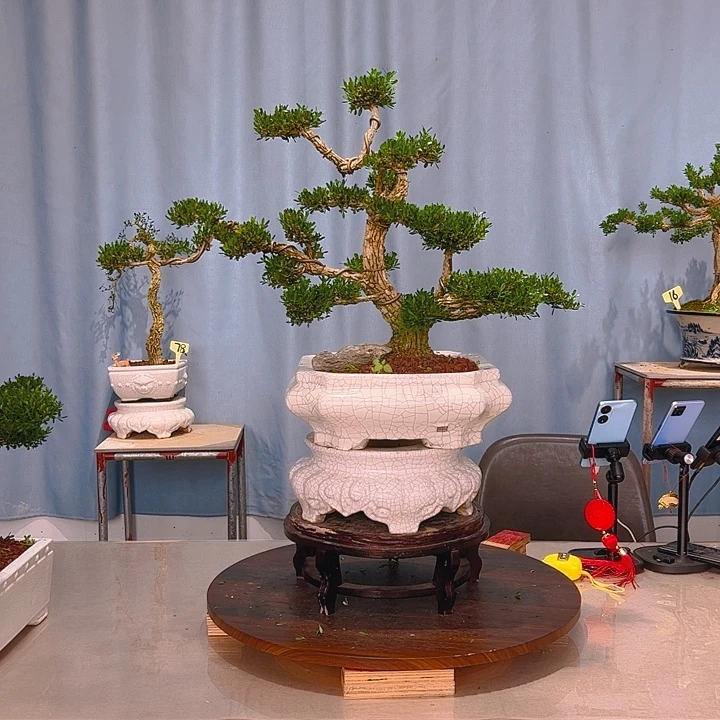 无花朵广东皱皮雀舌黄杨