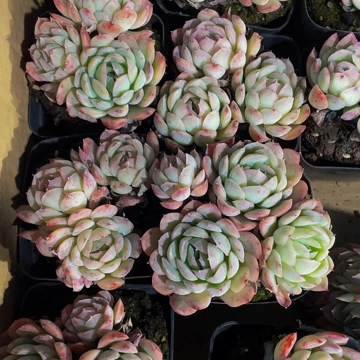 草莓冰群2.8带盆土