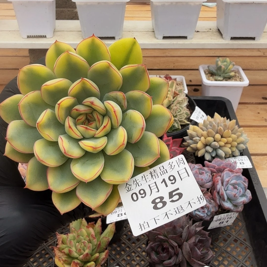 0919-85荷花黄锦单头