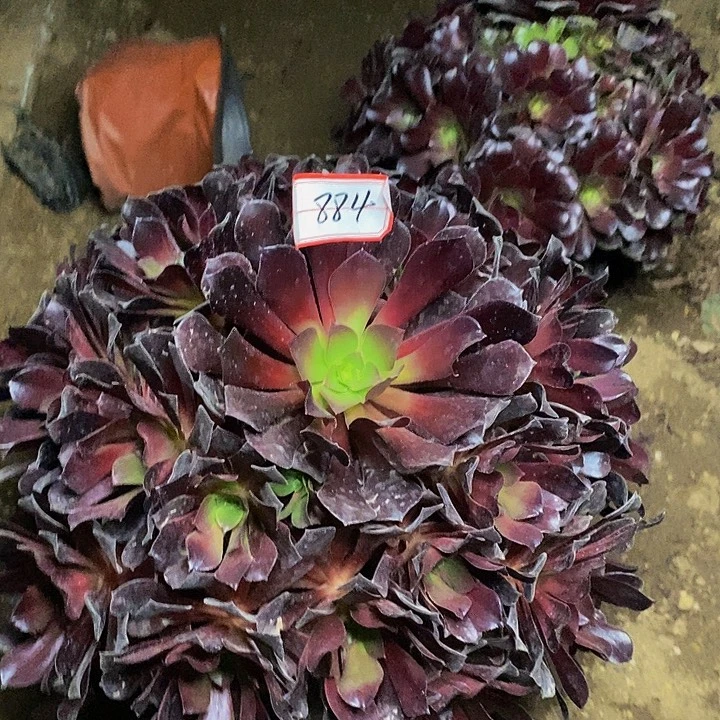 欧子老桩捧花法师福利的884