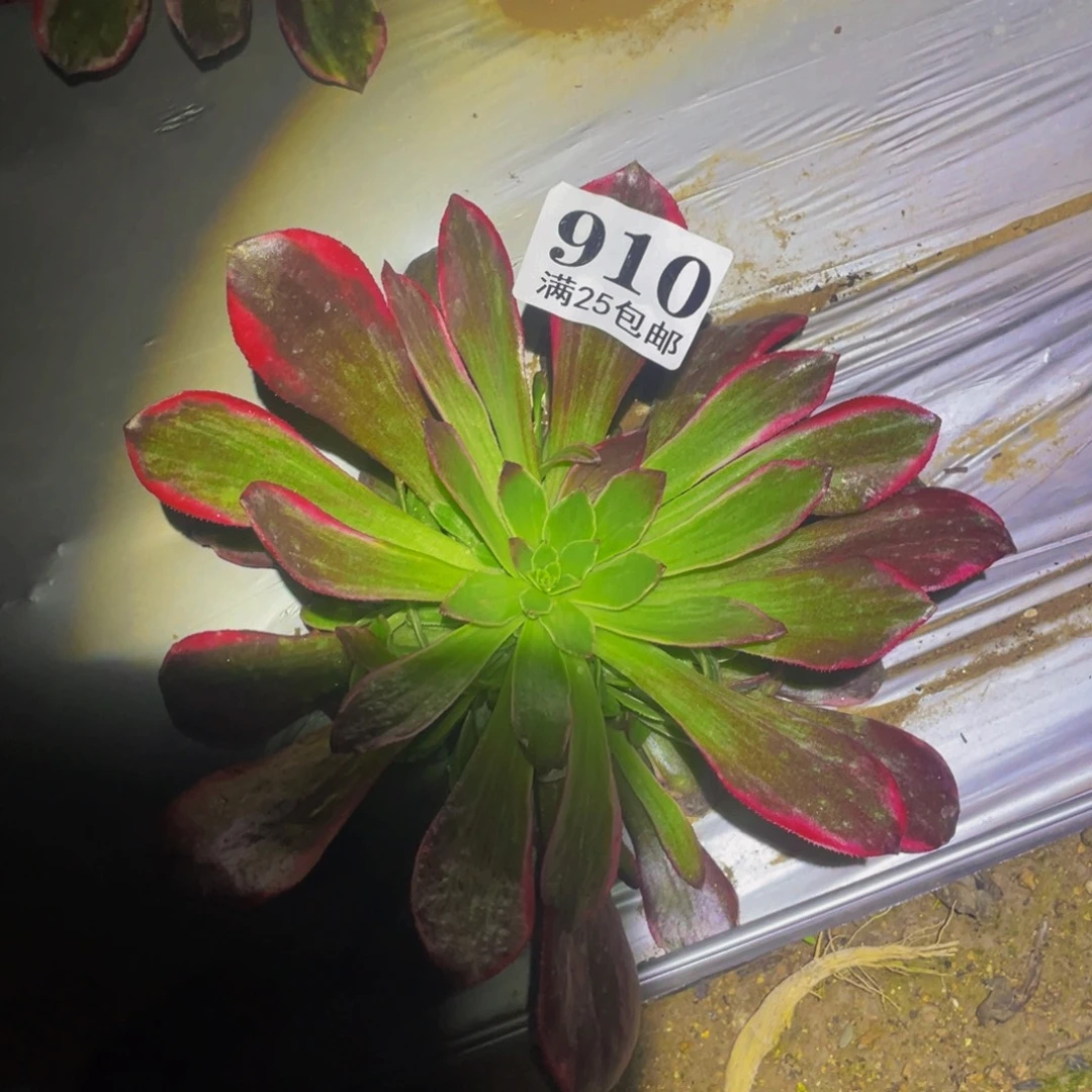****姐魔丸多肉多肉植物910