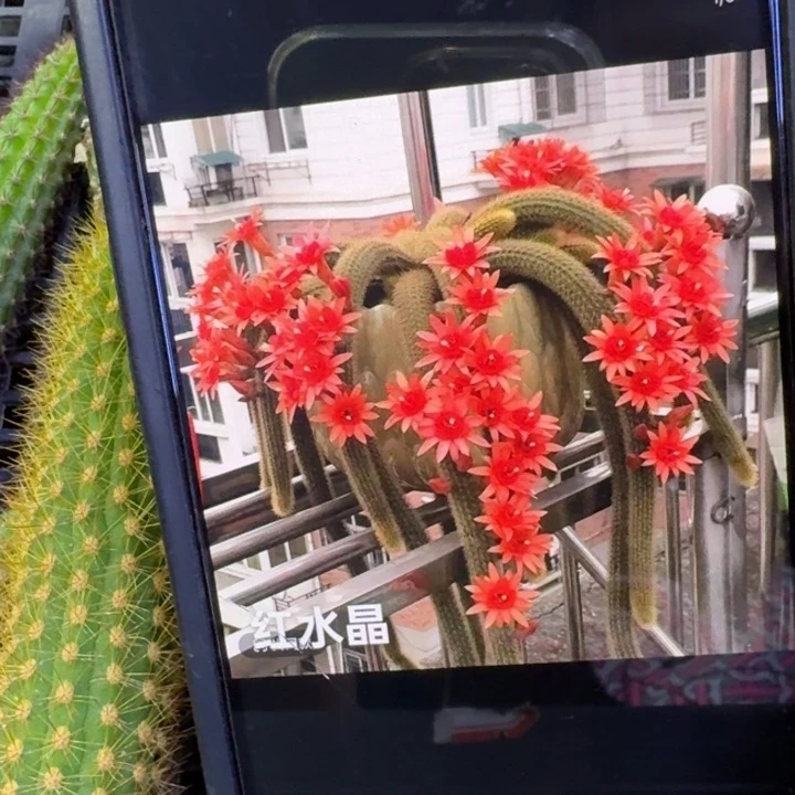 49金妞红水晶3个6公分左右无根侧牙，20包邮