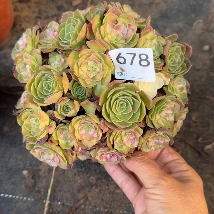 海王七彩绣球捧花678
