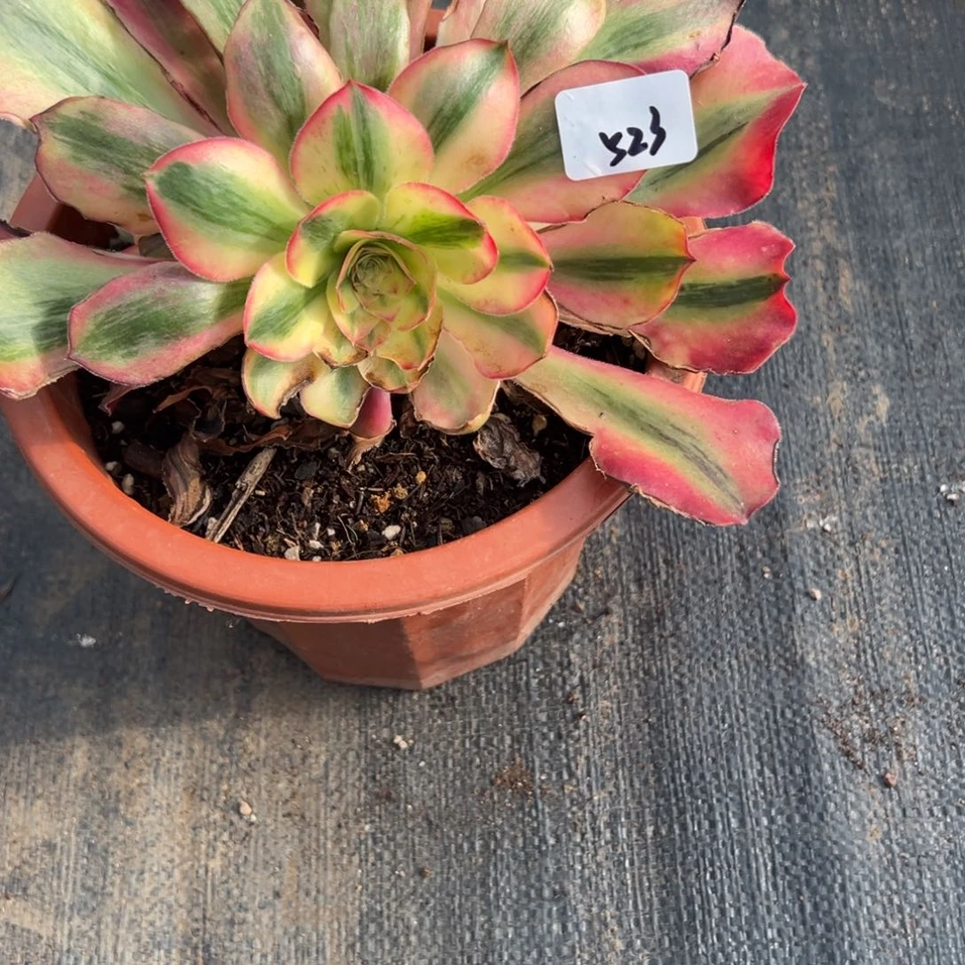 523爱丽丝多肉多肉多肉