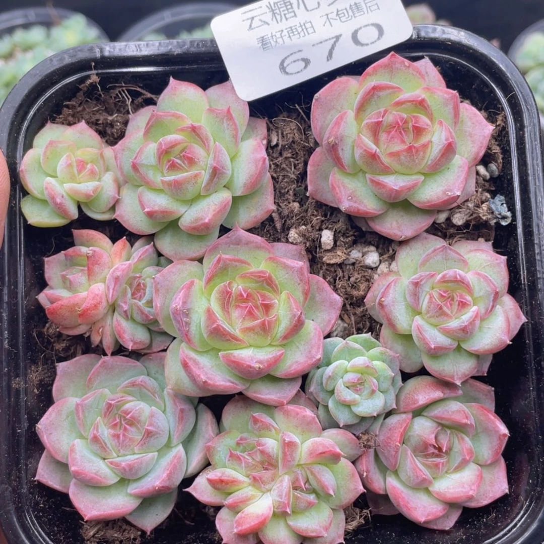 云糖心多肉植物670