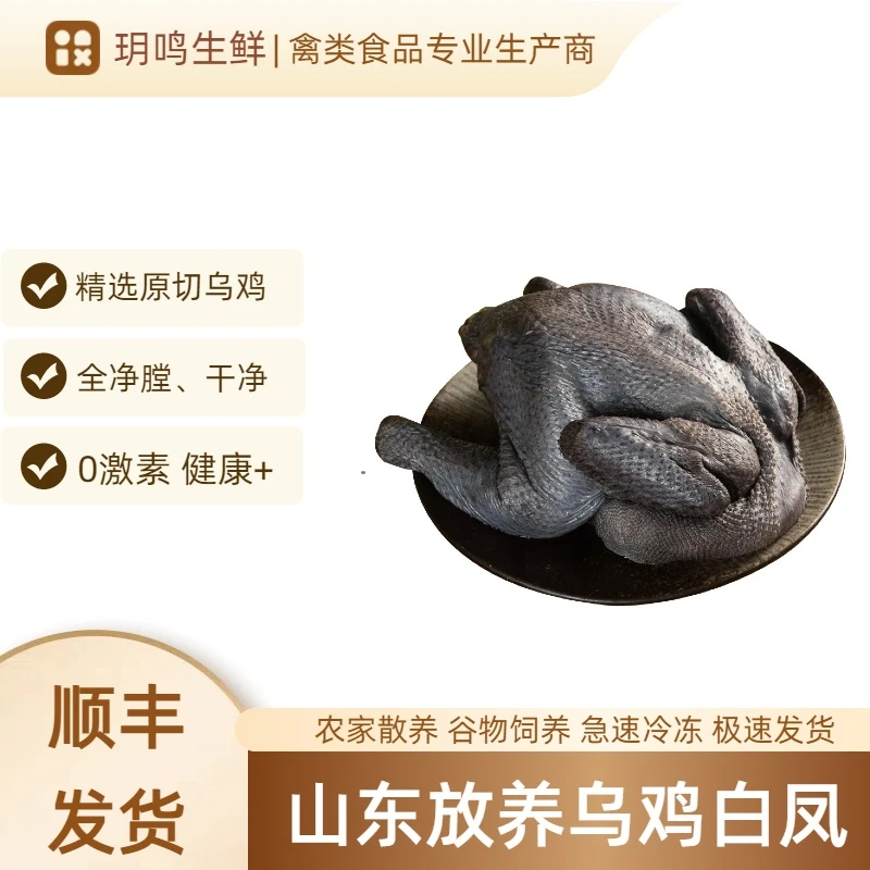 农家散养乌鸡白凤新鲜现杀冷链运输保鲜到家整鸡