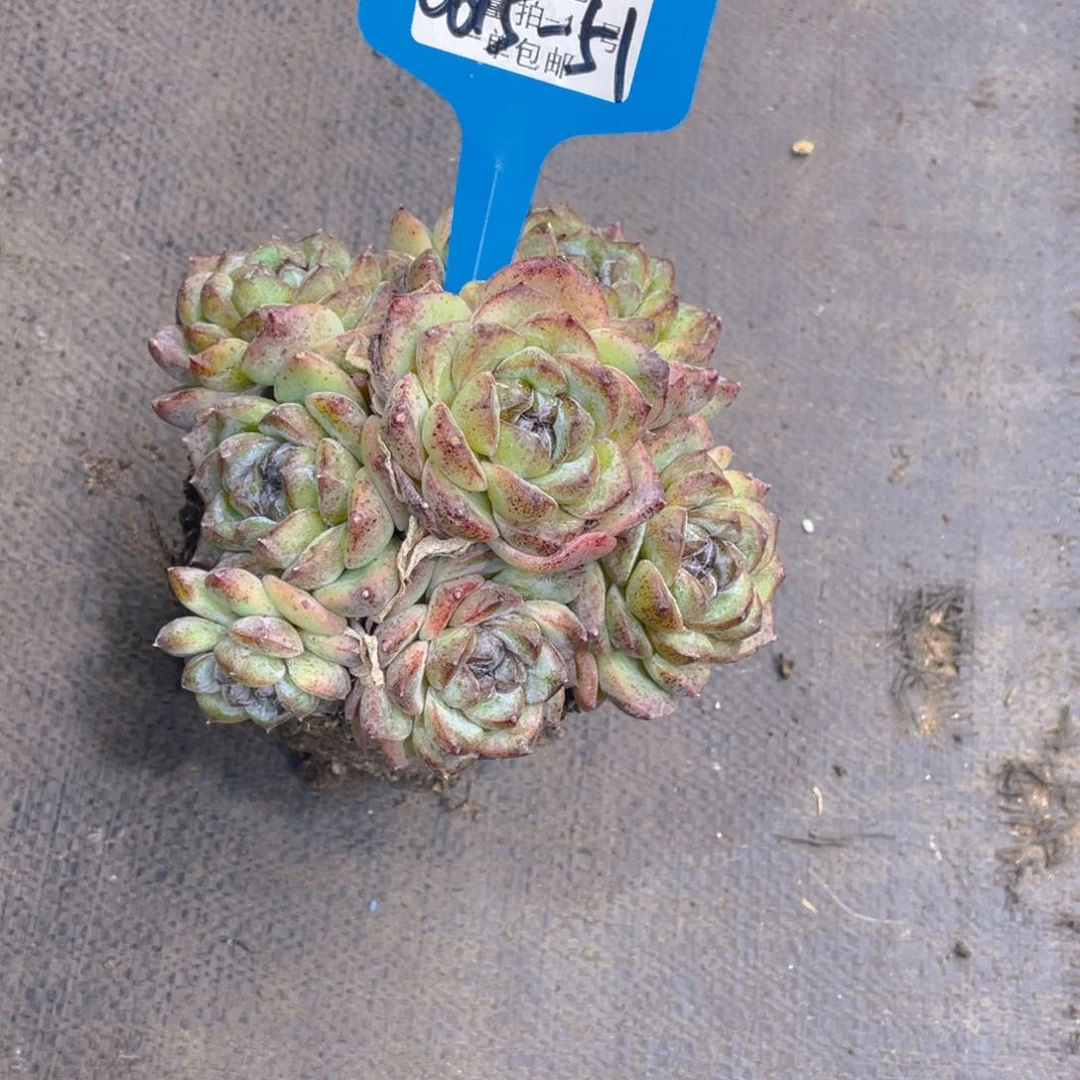 0615-51-母本黑橙大群一颗量拍