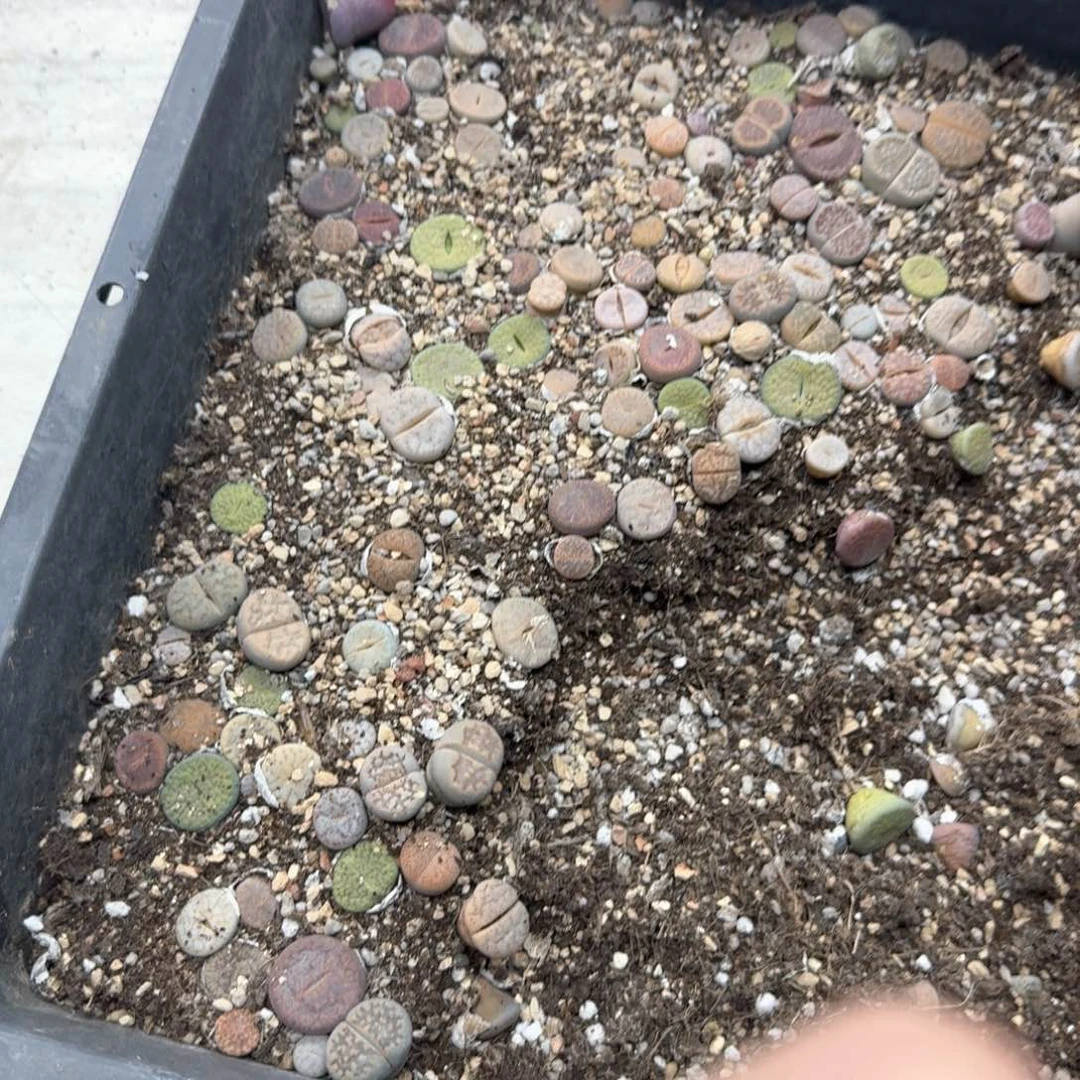 A75。彩混合清框福利