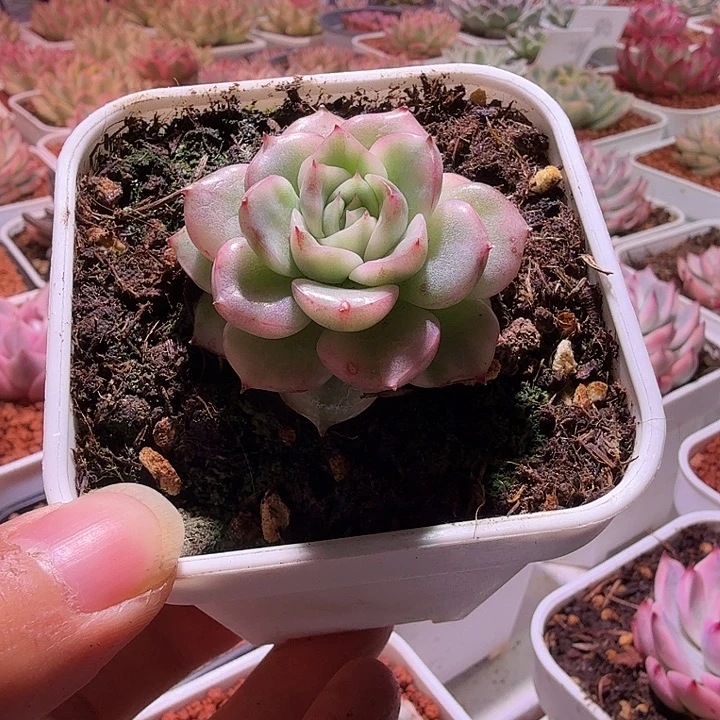 珍妮体佛罗瑞安娜锦多肉植物