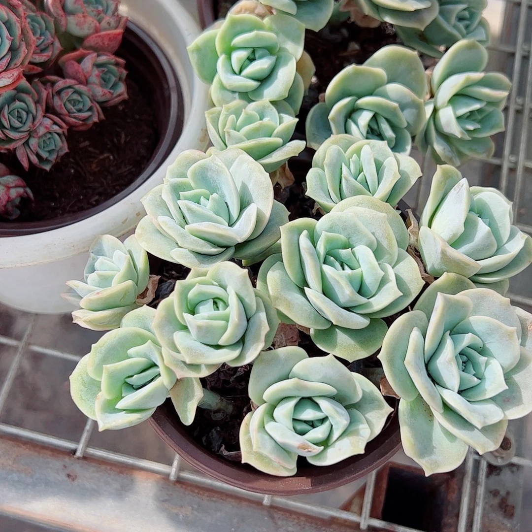 可爱玫瑰散装带盆土精品