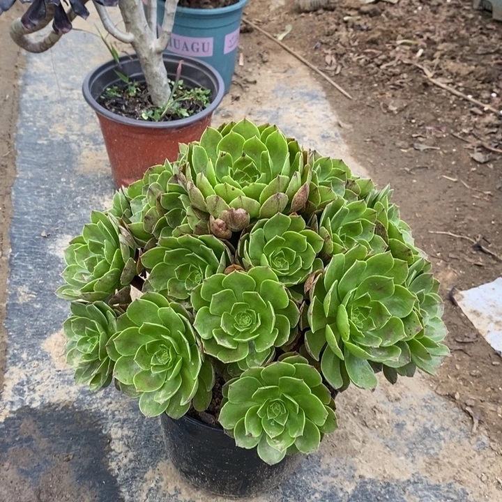 万拉丝多肉植物98