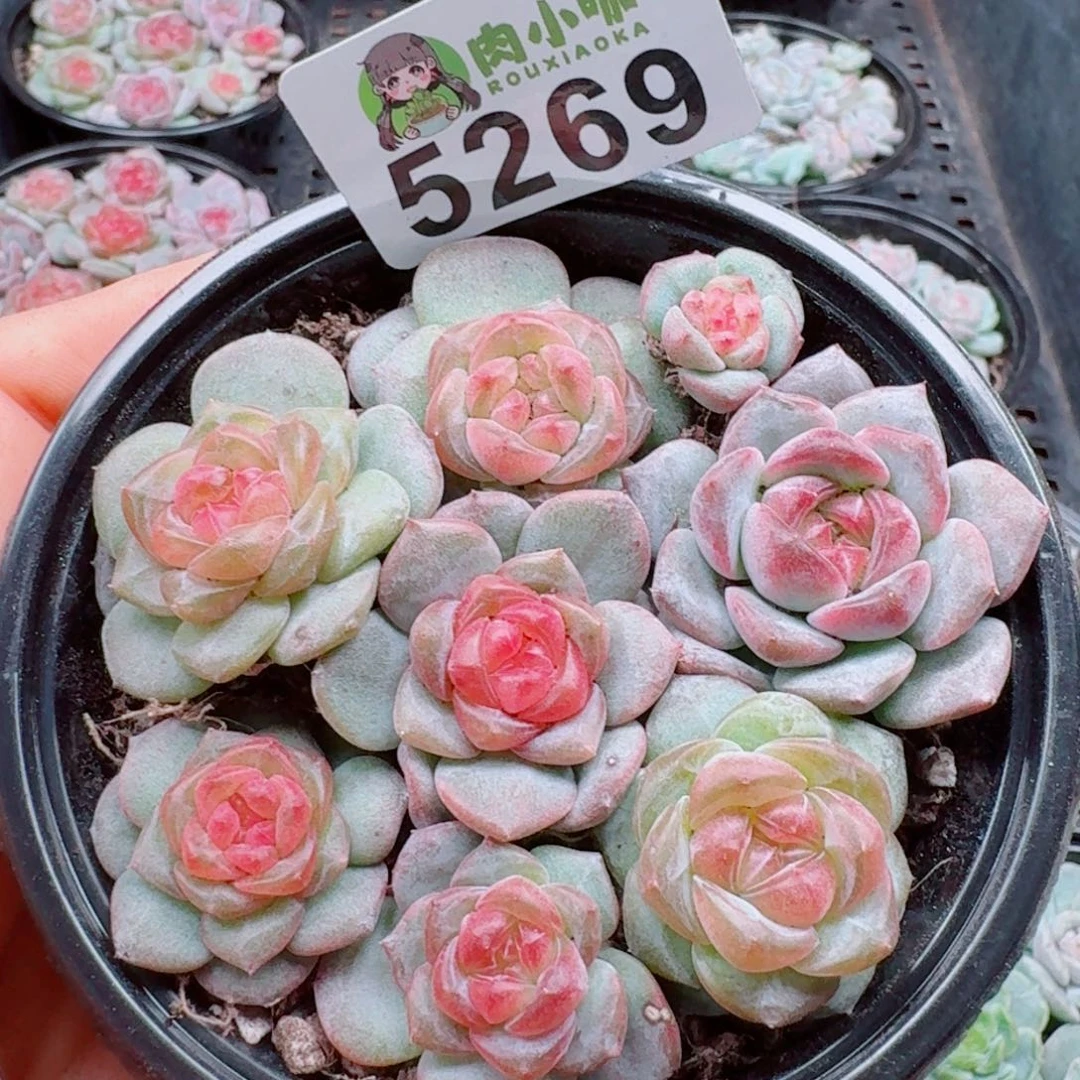 多肉植物多肉植物