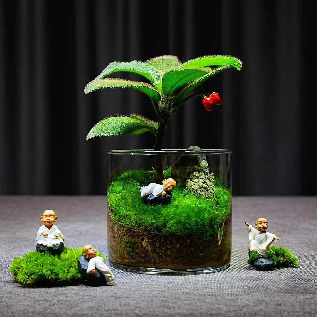 青苔直播【鸿运当头】新年创意绿植苔藓微景观桌面绿植装饰成品好养