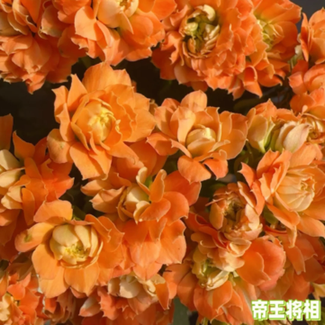 （110盆帝王将相）橙色重瓣大花 稀缺品种 基地直发