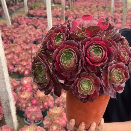 荷兰玫瑰一颗包邮福利25厘米