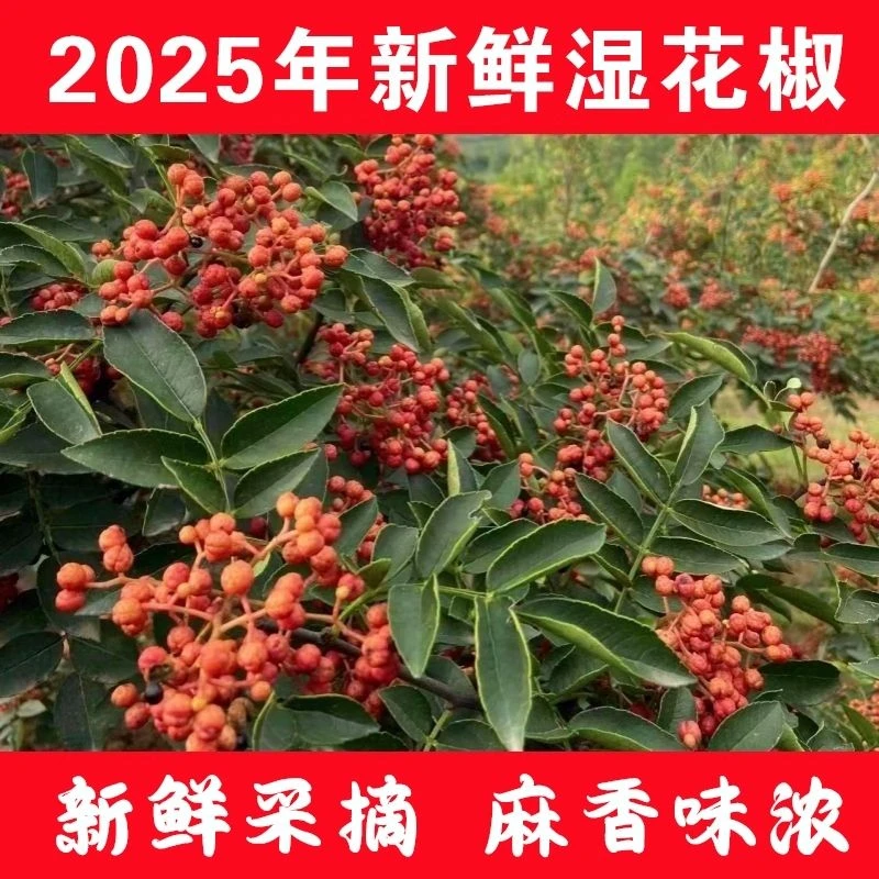 凤县特产大红袍花椒新鲜红花椒又香又麻颗粒饱满可榨油