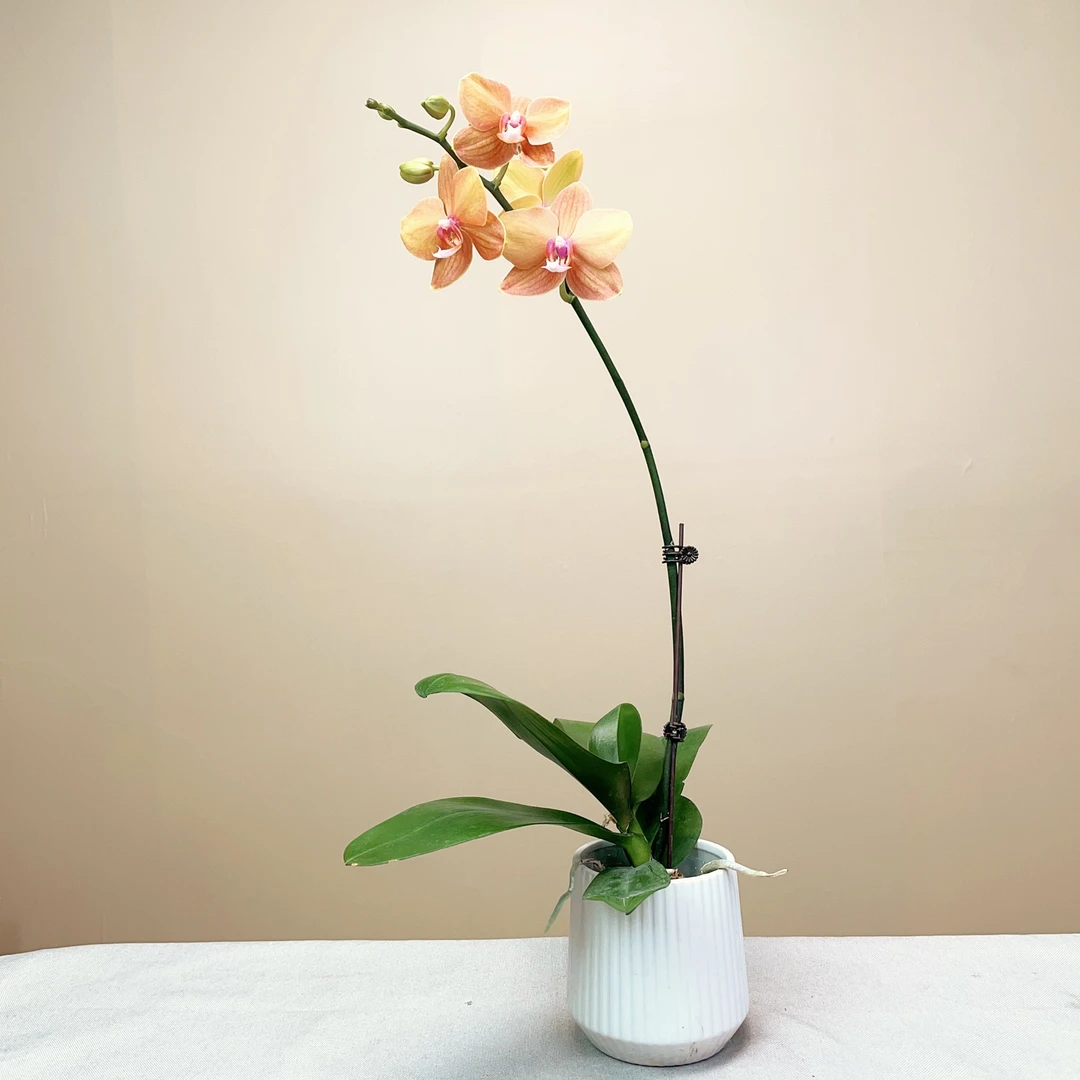 【稻香A10】蝴蝶兰盆栽花卉植物室内绿植小盆景办公室摆件