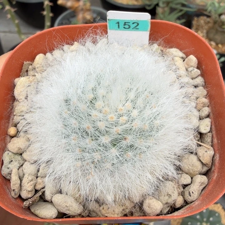 H无刺丽光殿152 （满28包邮）