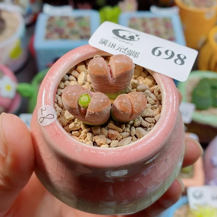 美丽的生石花花花698